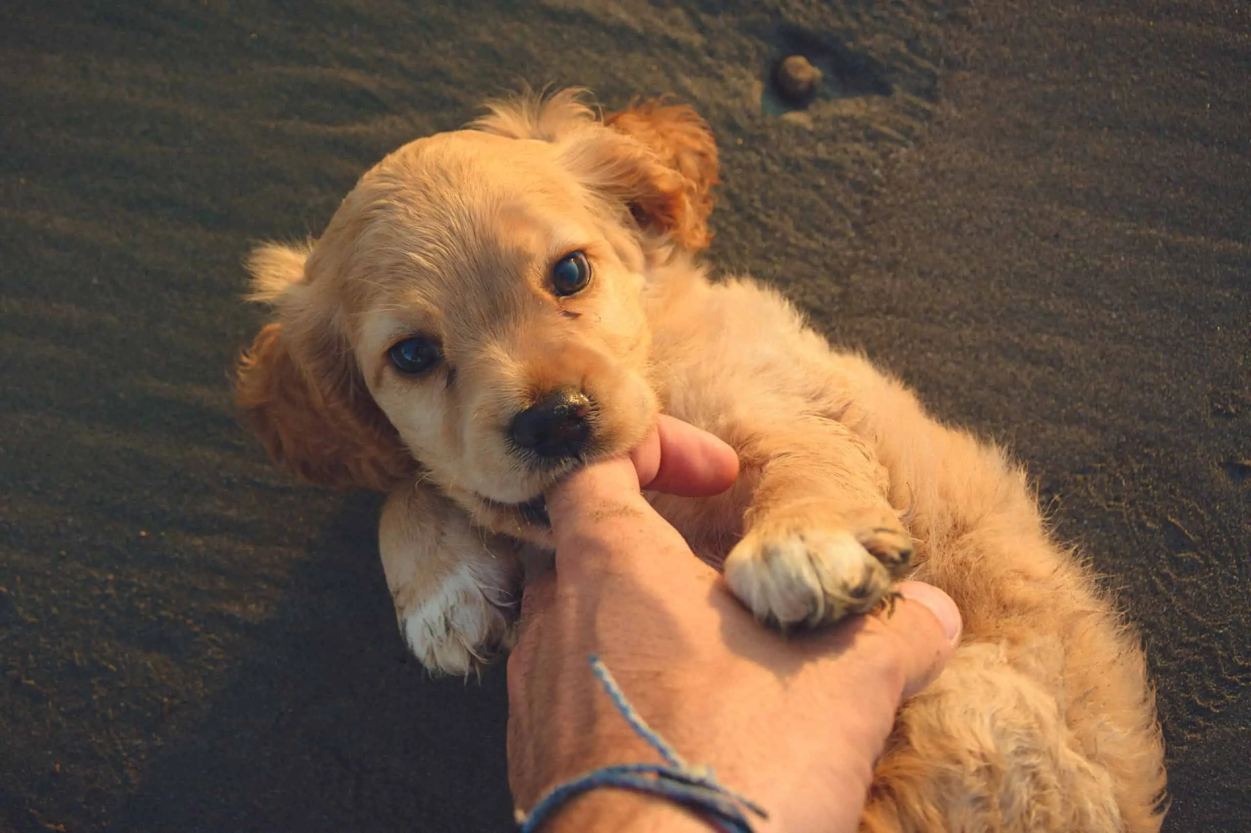 How Do You Stop Puppies from Biting?