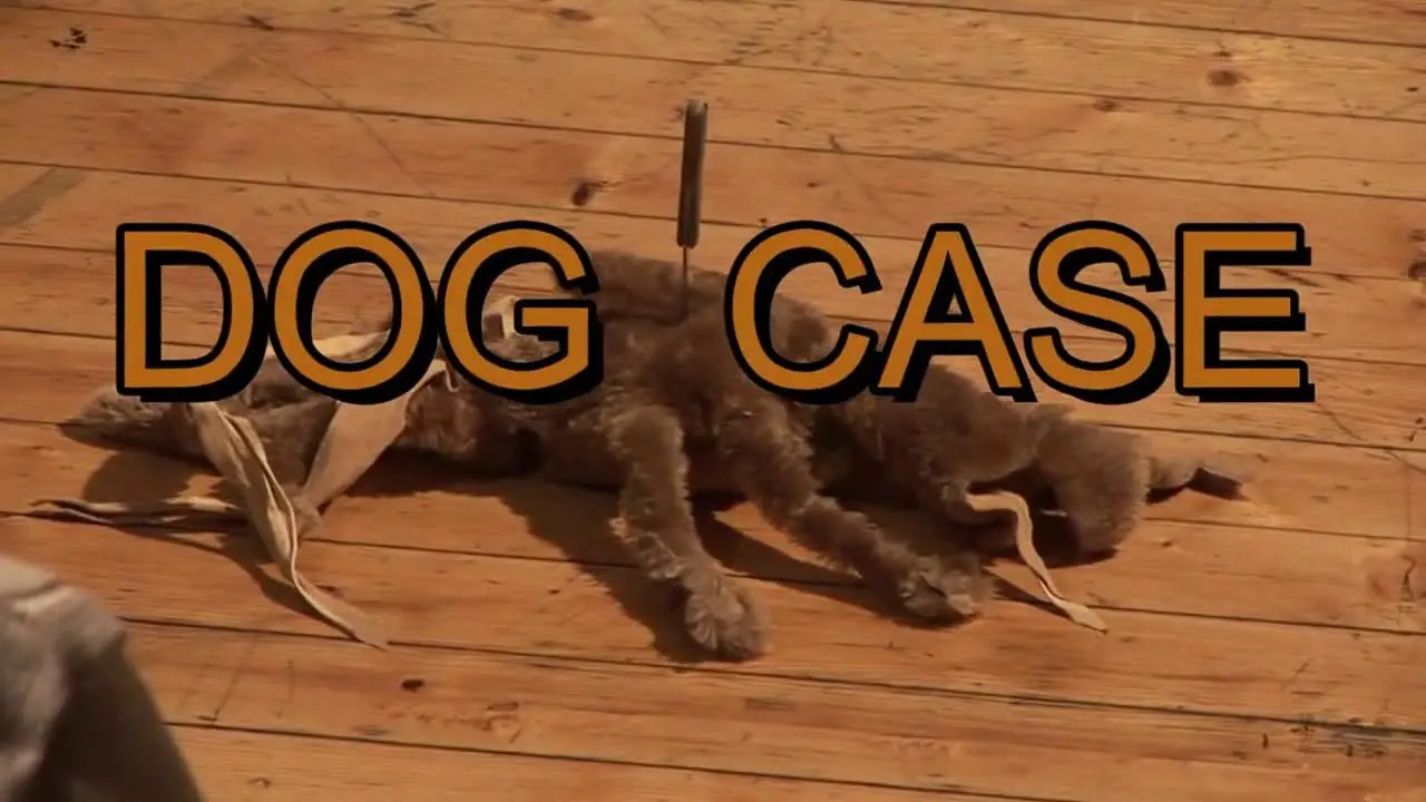 The Curious Case of the Dog in the Night-Time: A Deep Dive into Christopher's Journey The Curious Case of the Dog in the Night-Time: A Deep Dive into Christopher's Journey