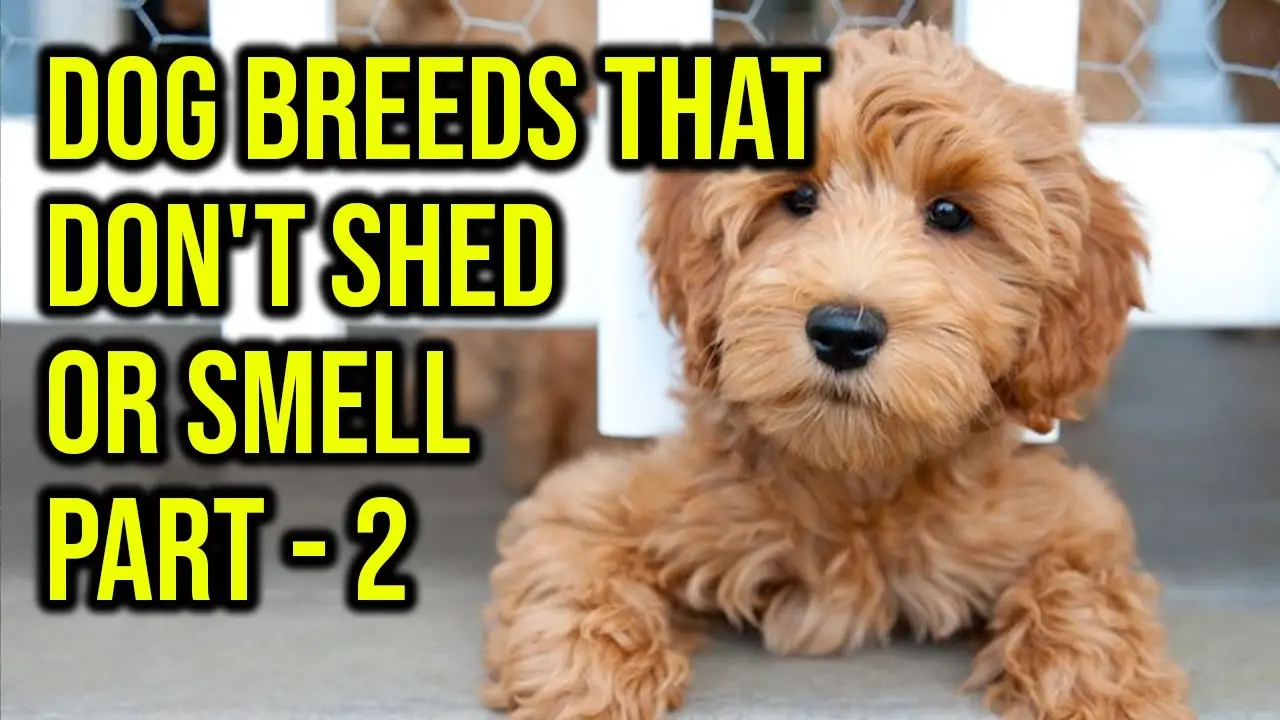 Dogs That Don't Shed at All: Top Non-Shedding Breeds for Allergy Sufferers Dogs That Don't Shed at All: Top Non-Shedding Breeds for Allergy Sufferers