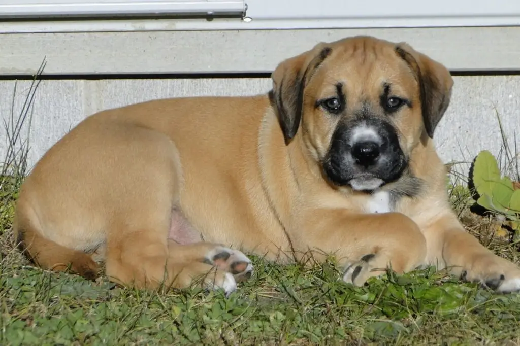 Dogs That Don't Shed at All: Top Non-Shedding Breeds for Allergy Sufferers Dogs That Don't Shed at All: Top Non-Shedding Breeds for Allergy Sufferers