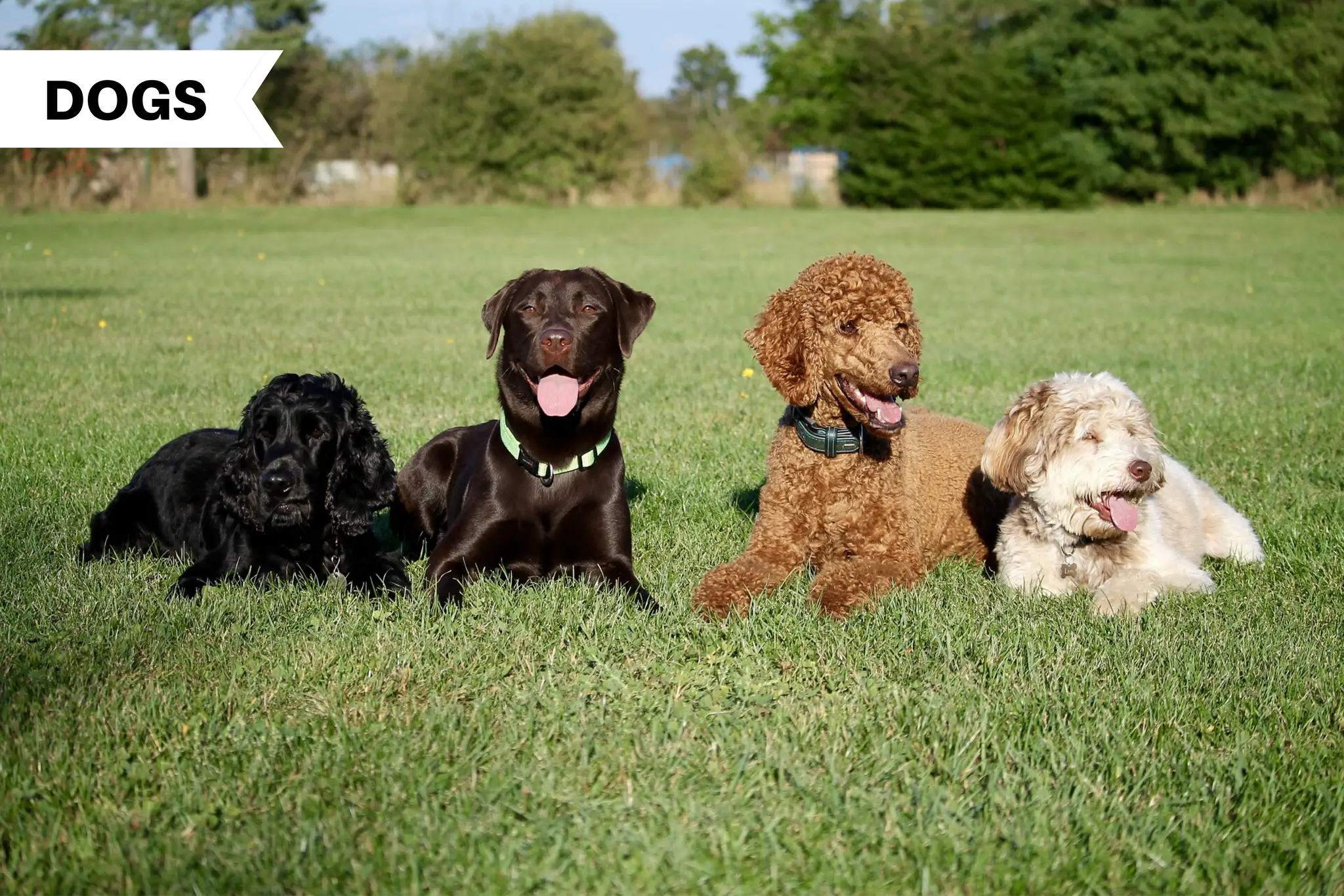 Dogs That Don't Shed at All: Top Non-Shedding Breeds for Allergy Sufferers Dogs That Don't Shed at All: Top Non-Shedding Breeds for Allergy Sufferers