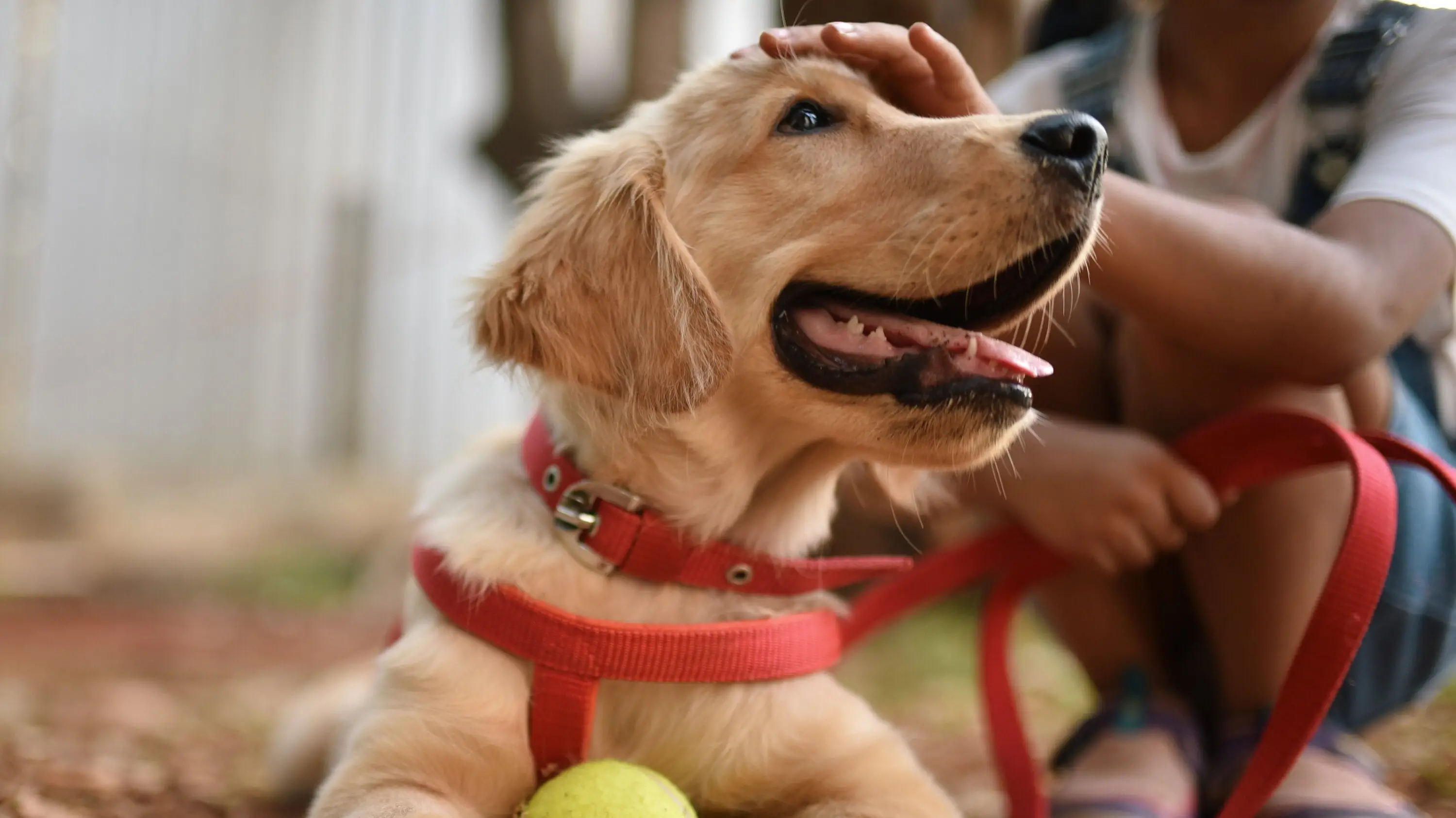 Chicken Soup for the Dog Lover's Soul: Heartwarming Tales to Cherish Your Furry Friend