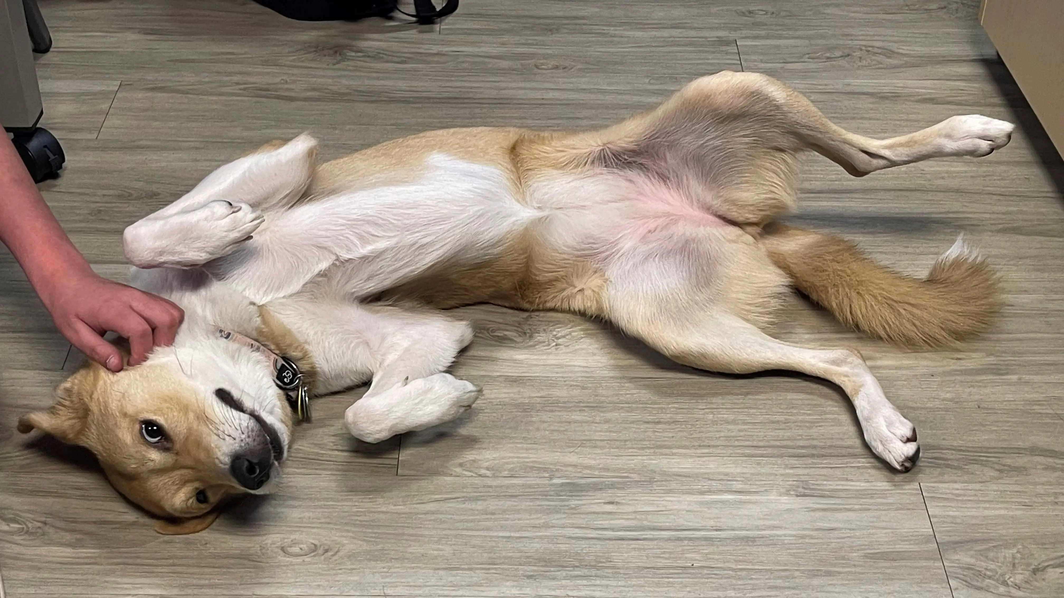 Dog Man in Real Life: Explore the Adventures of Your Favorite Comic Hero!