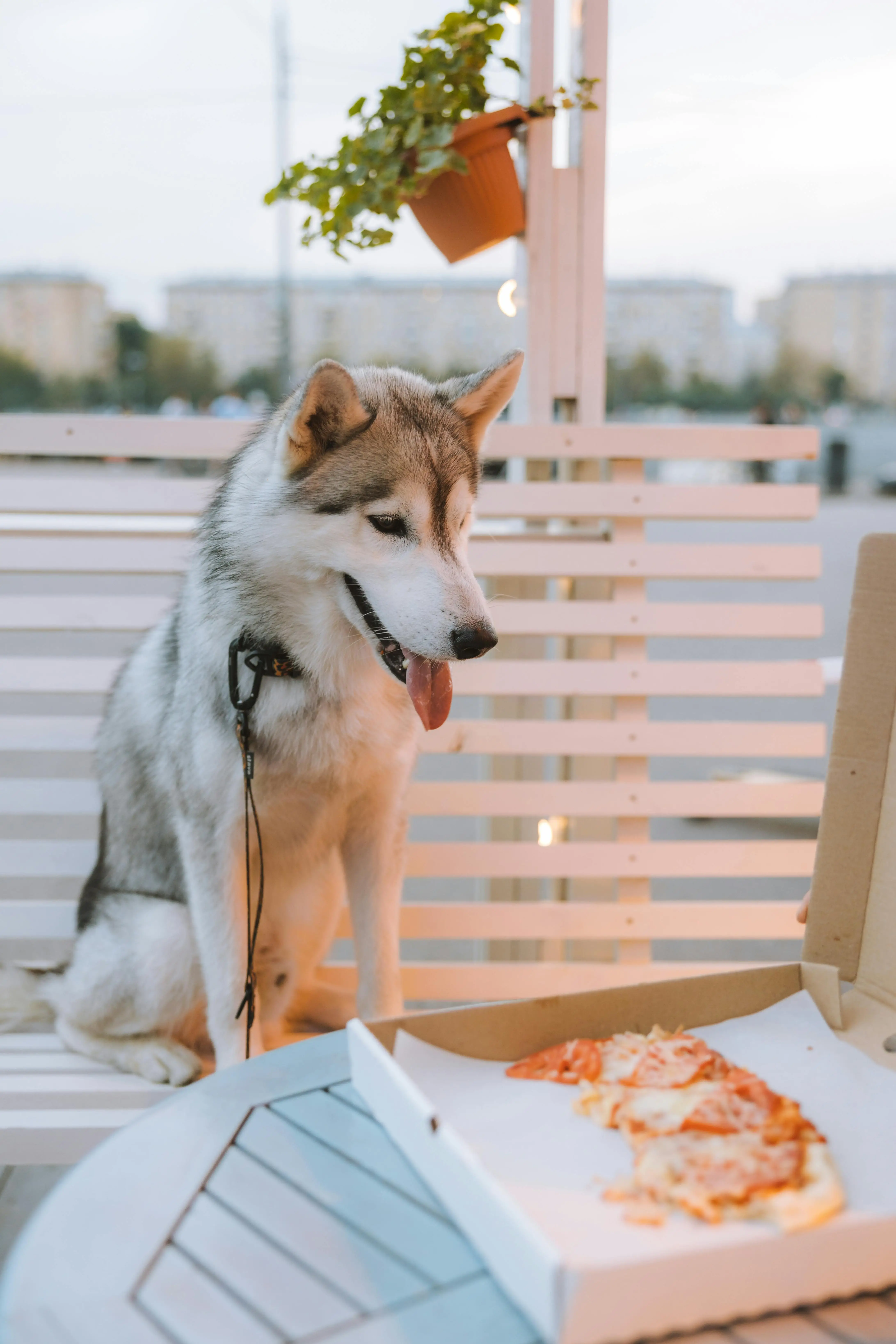 Unlocking Healthy Weight Gain Choosing the Best Dog Food