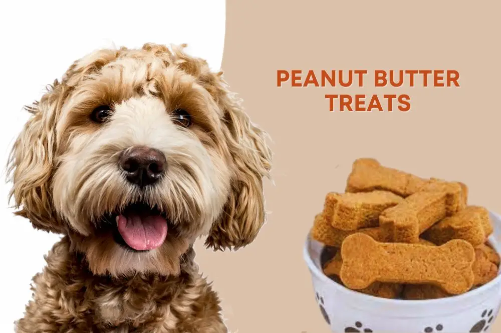 Best Dog Food Without Breaking the Bank: Affordable Options for Happy, Healthy Pets