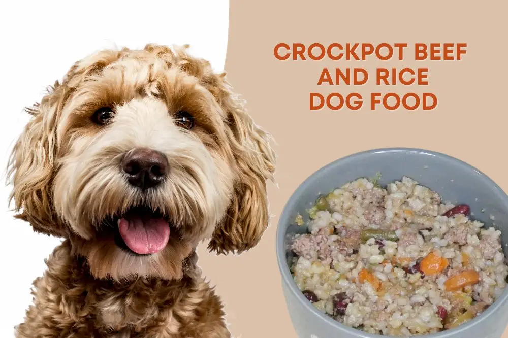 Best Dog Food Without Breaking the Bank: Affordable Options for Happy, Healthy Pets