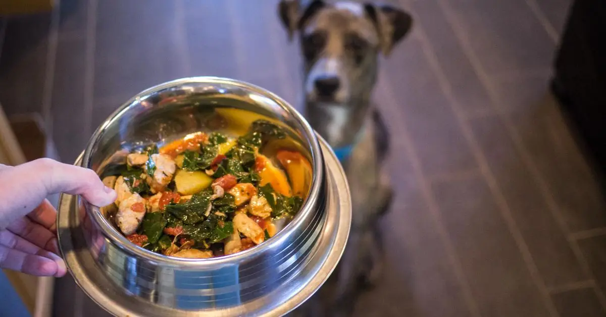 Best Dog Food Without Breaking the Bank: Affordable Options for Happy, Healthy Pets