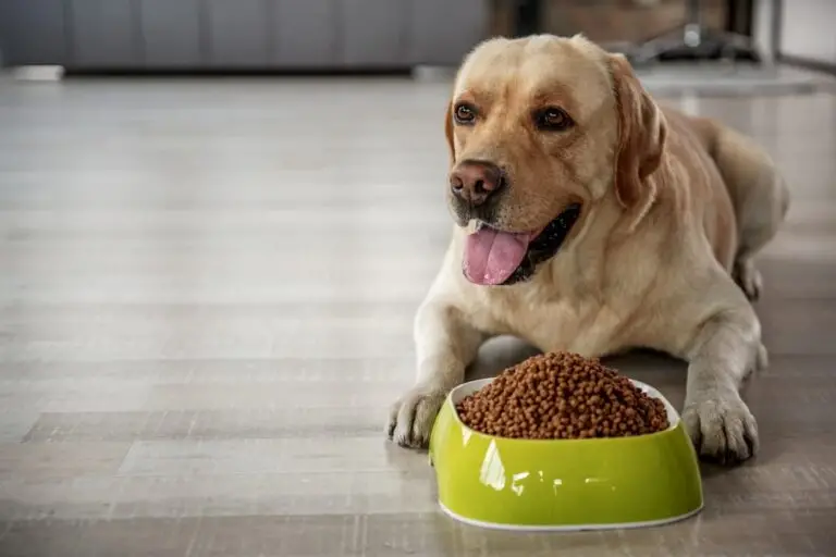 Best Dog Food Without Breaking the Bank: Affordable Options for Happy, Healthy Pets