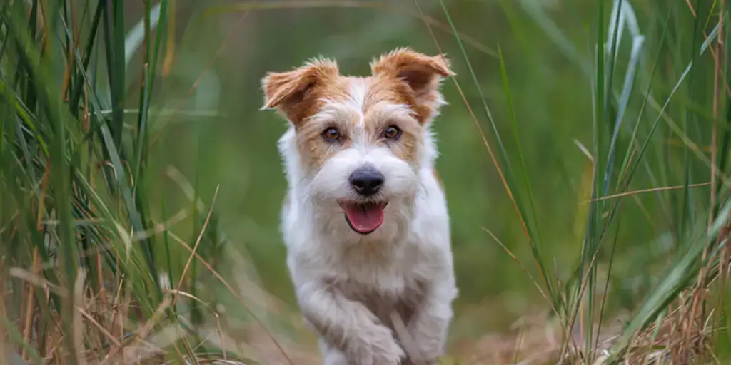 Navigating the Best Dog Food for Sensitive Stomach and Skin