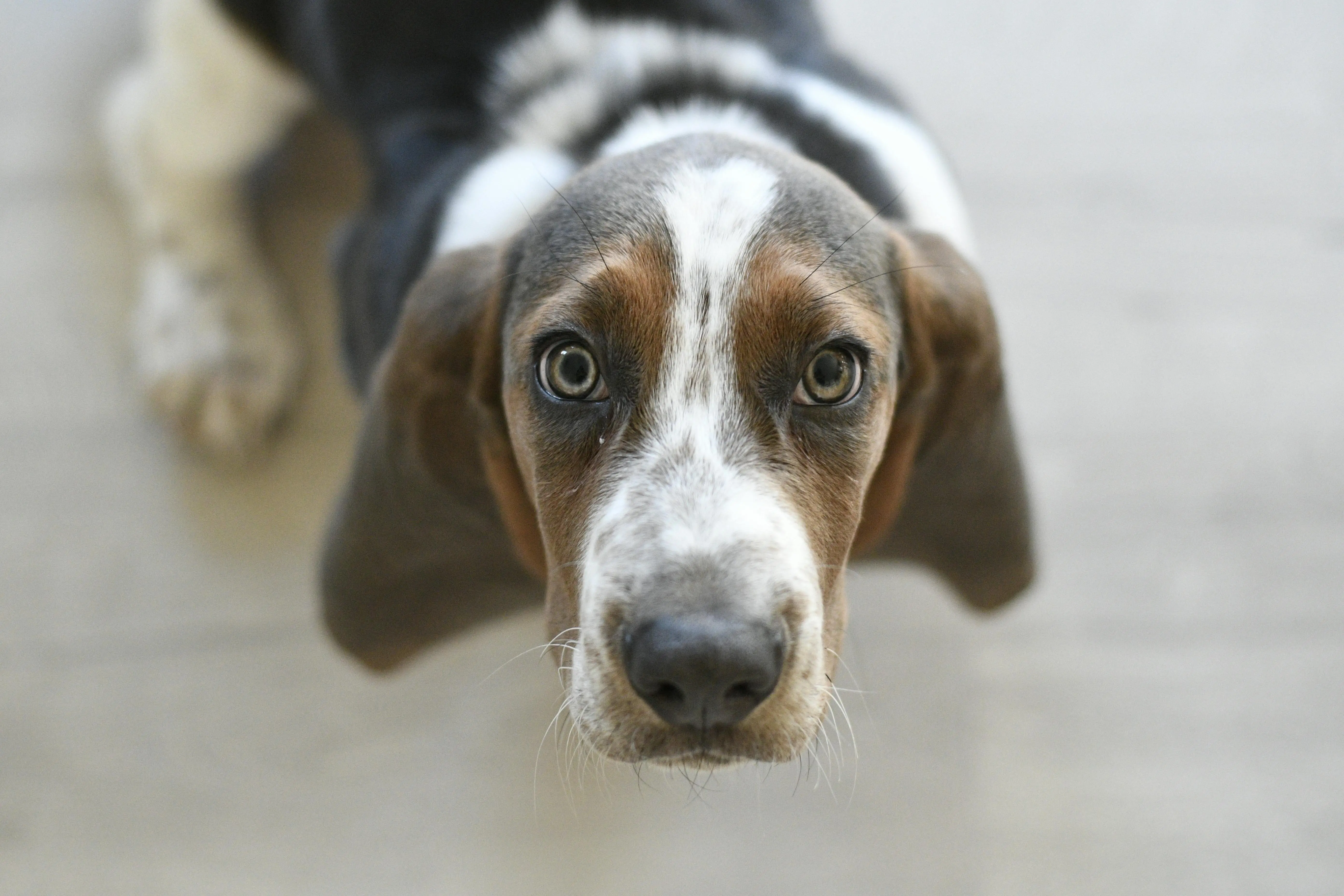 Fred the Basset Hound A Symbol of Leisure and Laughter in