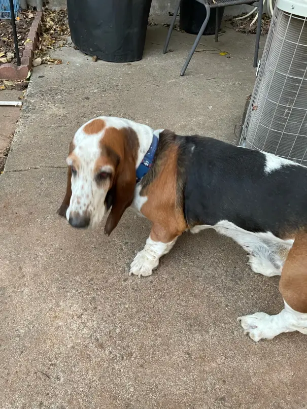 Understanding the Multifaceted Journey of 6-Week-Old Basset Hound Puppies