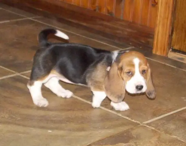 Understanding the Multifaceted Journey of 6-Week-Old Basset Hound Puppies