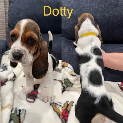 Understanding the Multifaceted Journey of 6-Week-Old Basset Hound Puppies