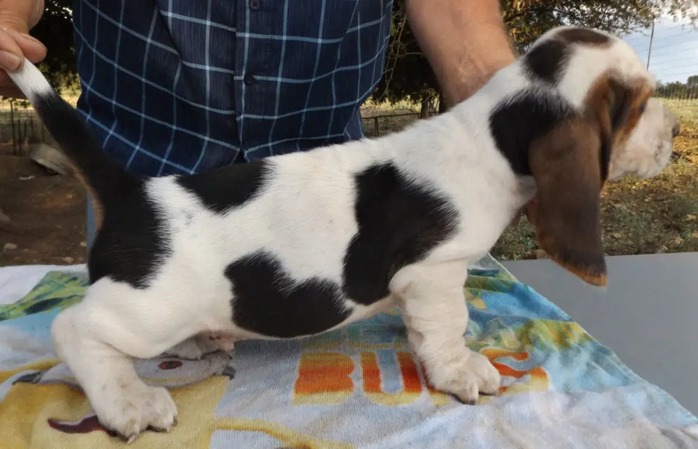 Understanding the Multifaceted Journey of 6-Week-Old Basset Hound Puppies