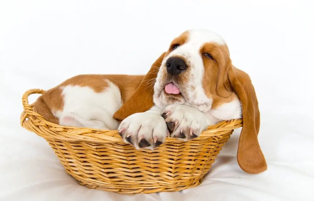 Understanding the Multifaceted Journey of 6-Week-Old Basset Hound Puppies