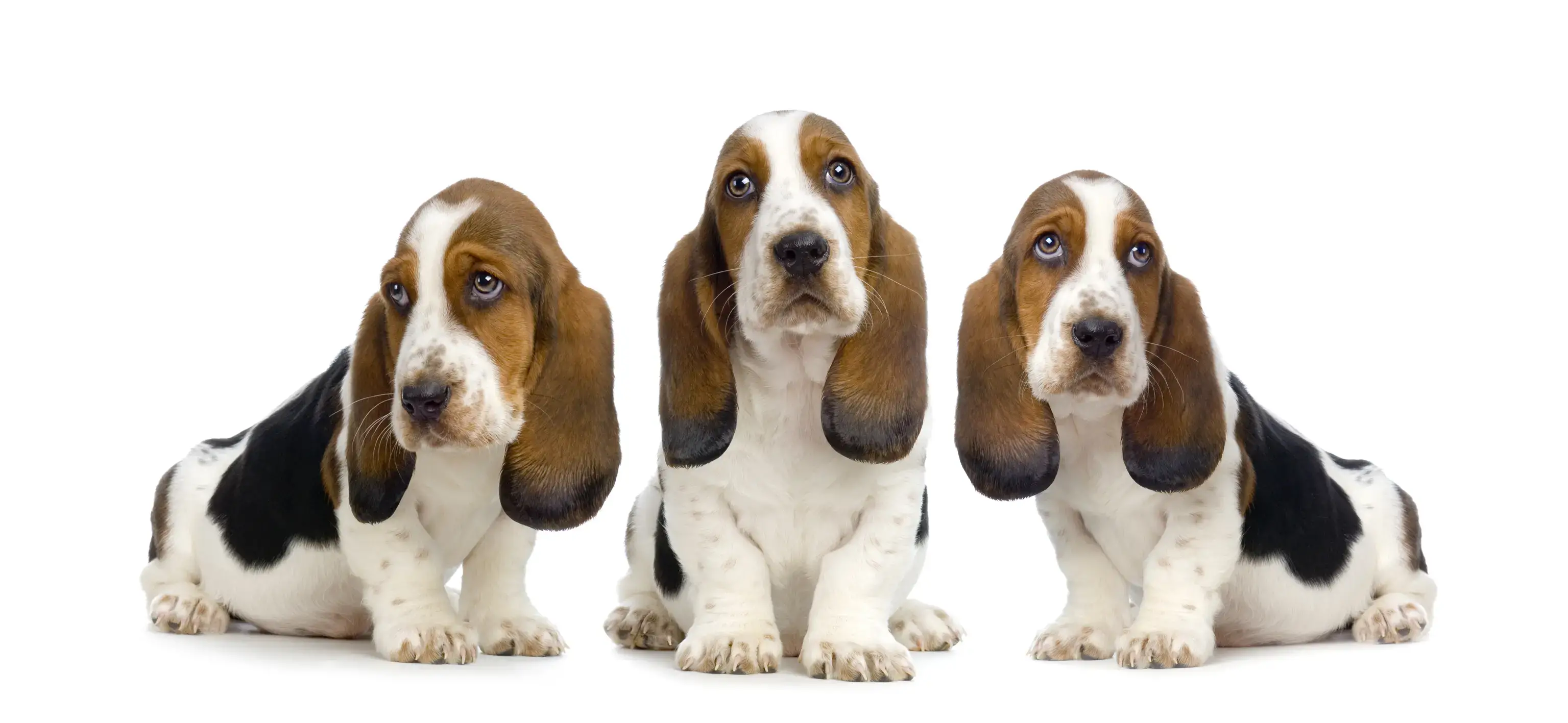 Understanding the Multifaceted Journey of 6-Week-Old Basset Hound Puppies