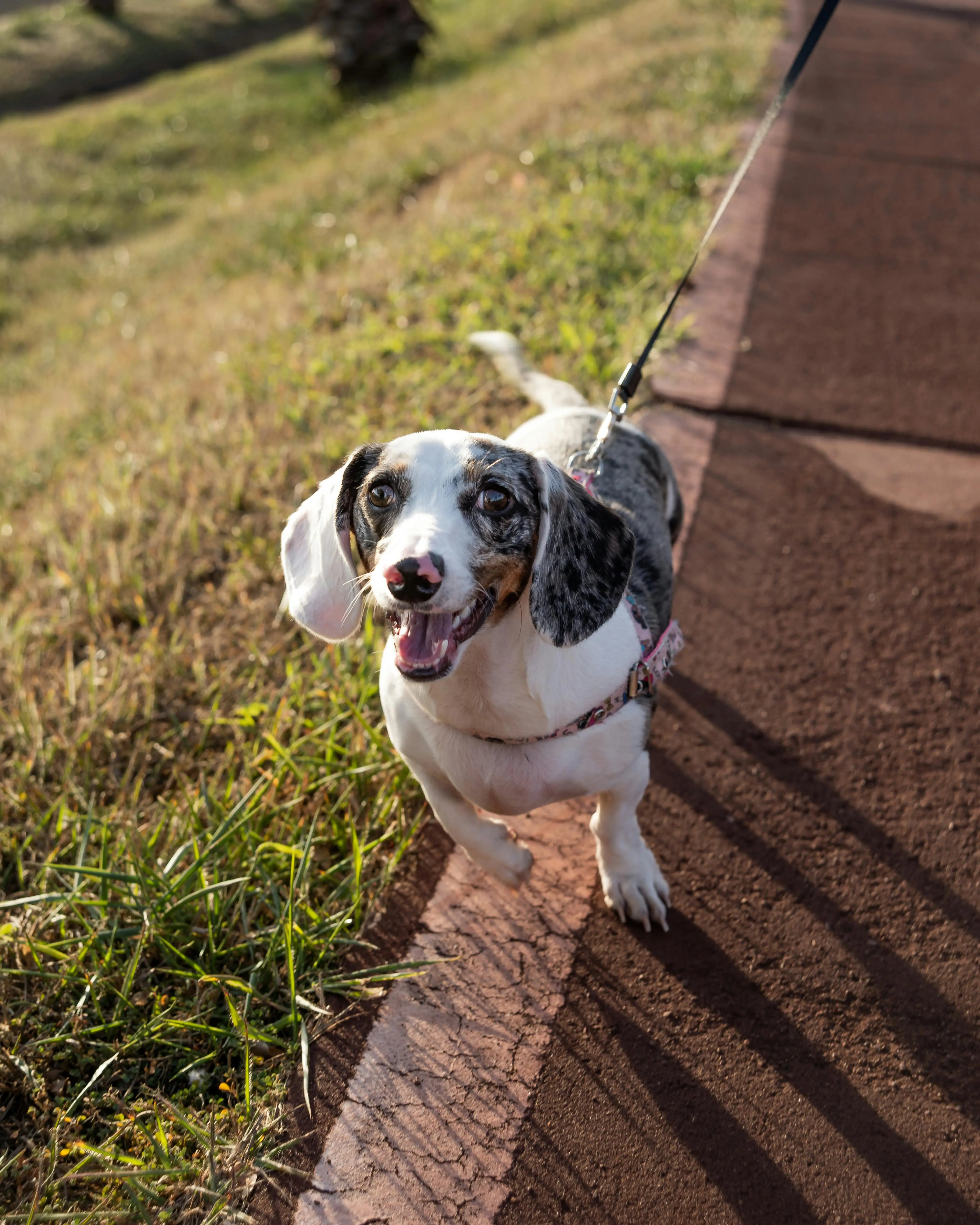 Understanding the Multifaceted Journey of 6-Week-Old Basset Hound Puppies