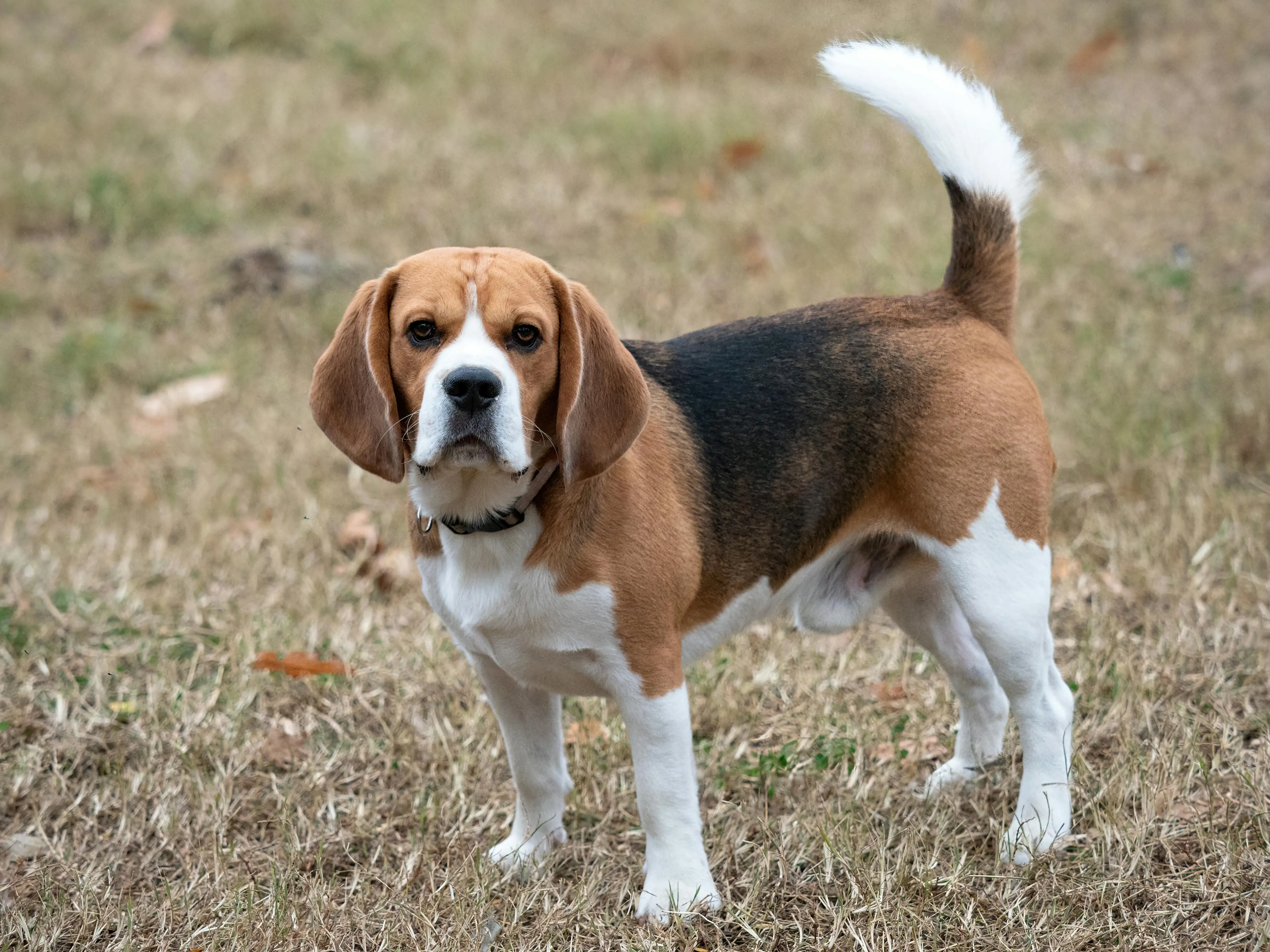 Understanding the Multifaceted Journey of 6-Week-Old Basset Hound Puppies