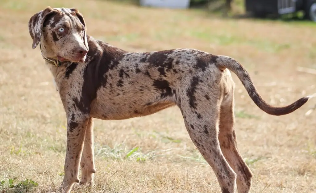 The Allure of Brown and White Hunting Dog Breeds
