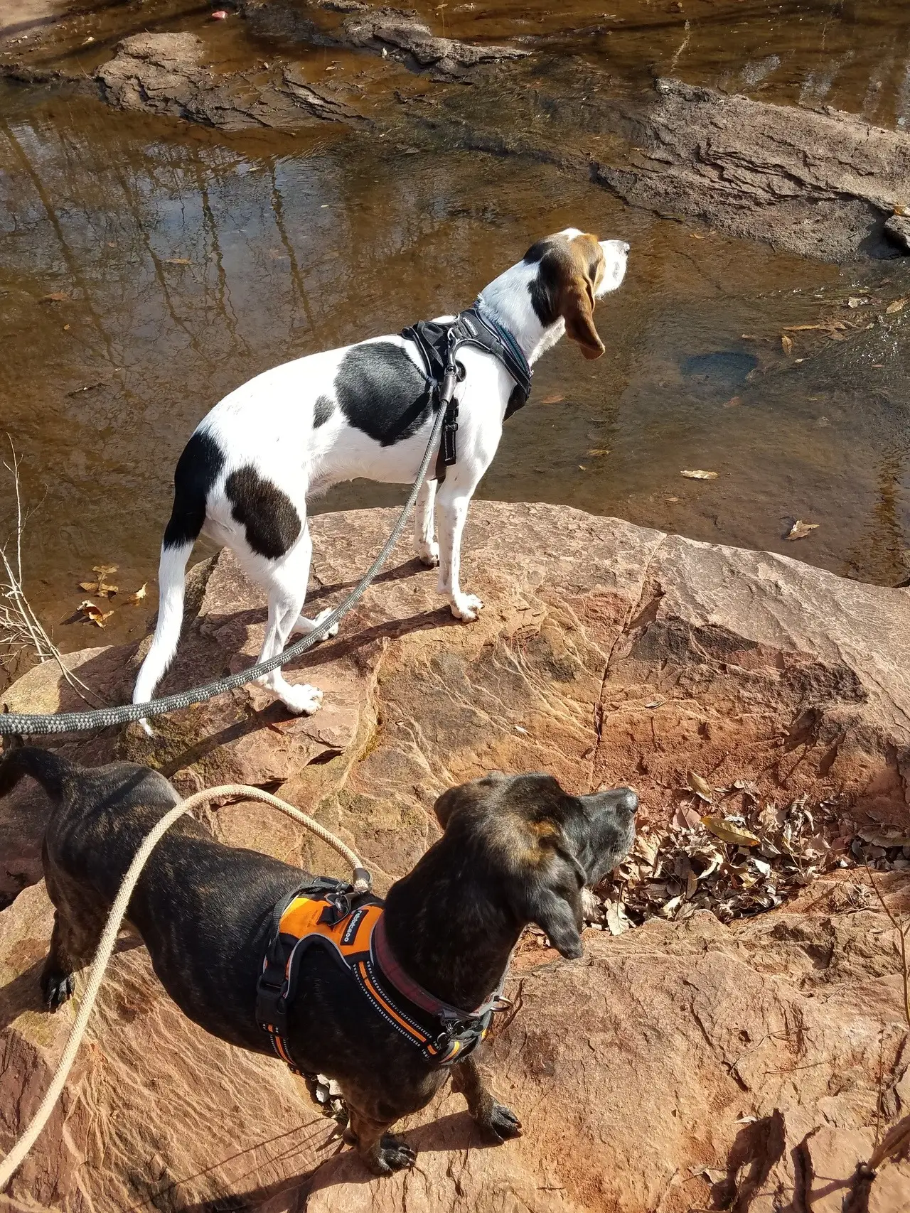 The Allure of Brown and White Hunting Dog Breeds