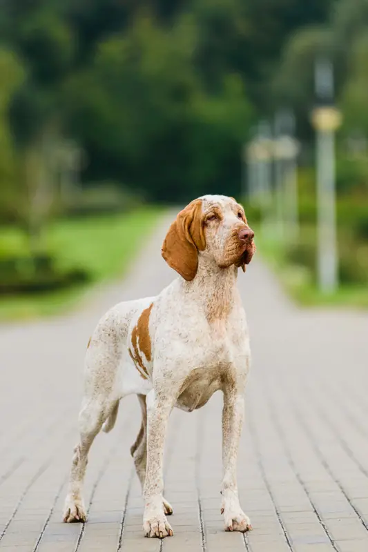 The Allure of Brown and White Hunting Dog Breeds