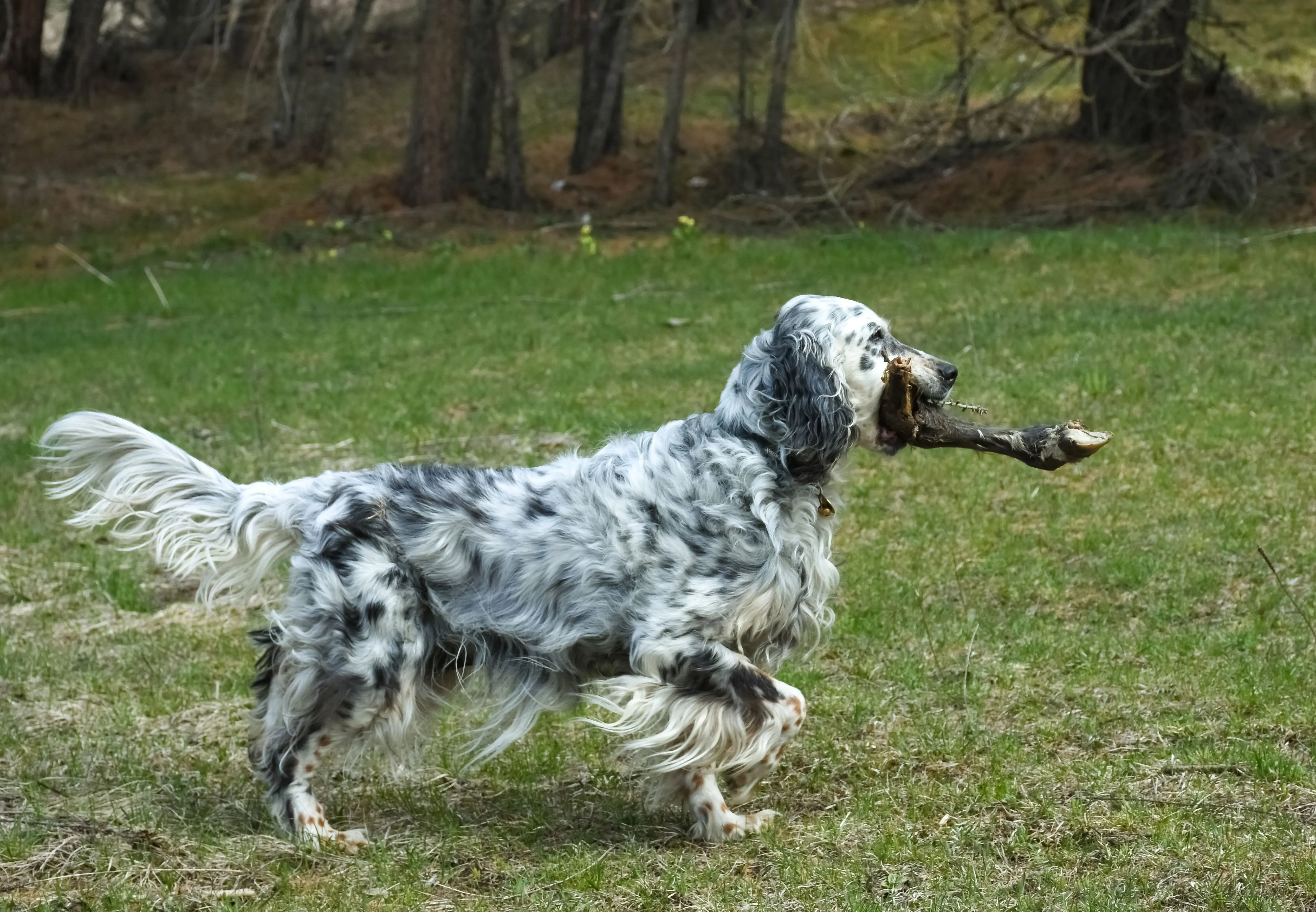 The Allure of Brown and White Hunting Dog Breeds