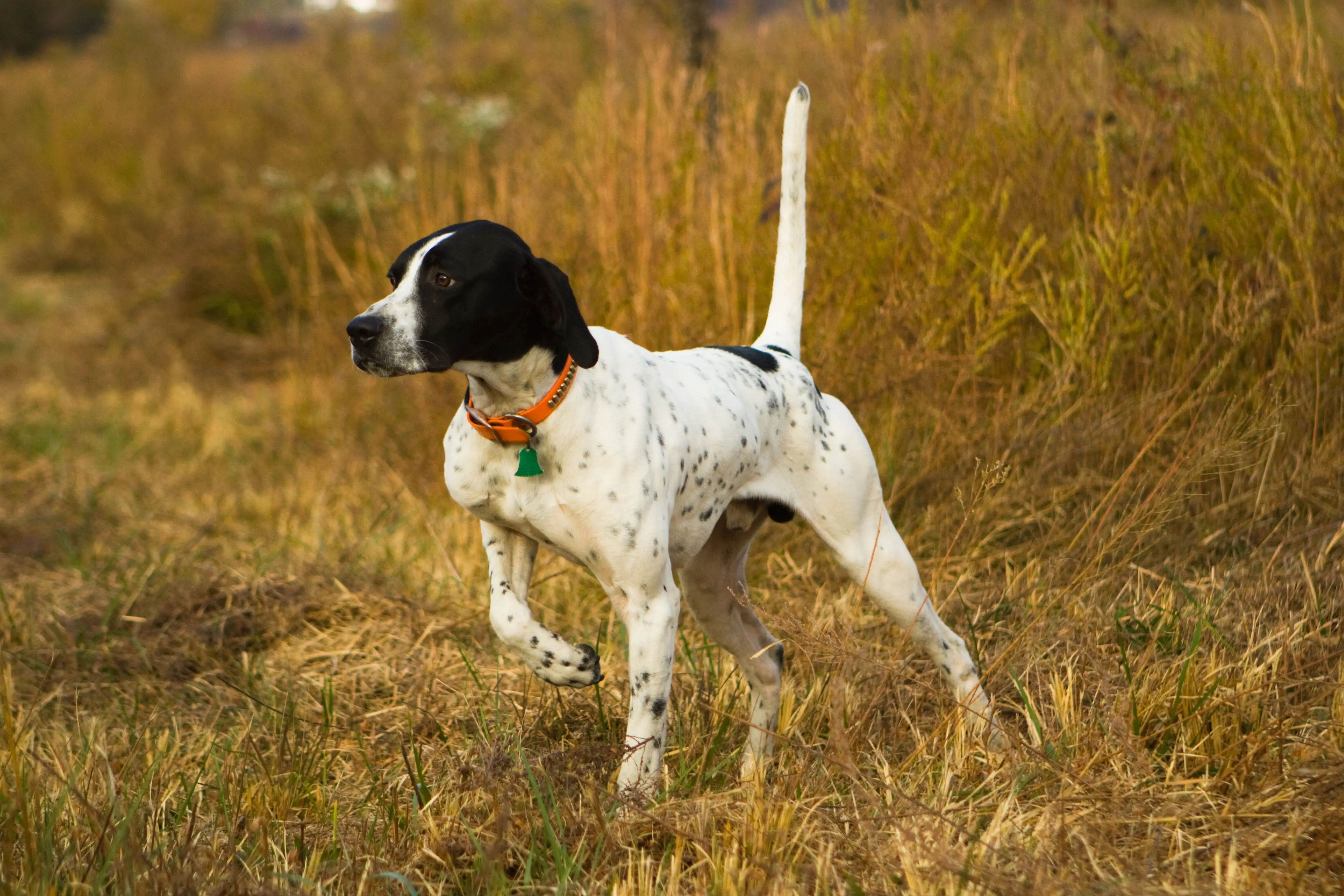The Allure of Brown and White Hunting Dog Breeds