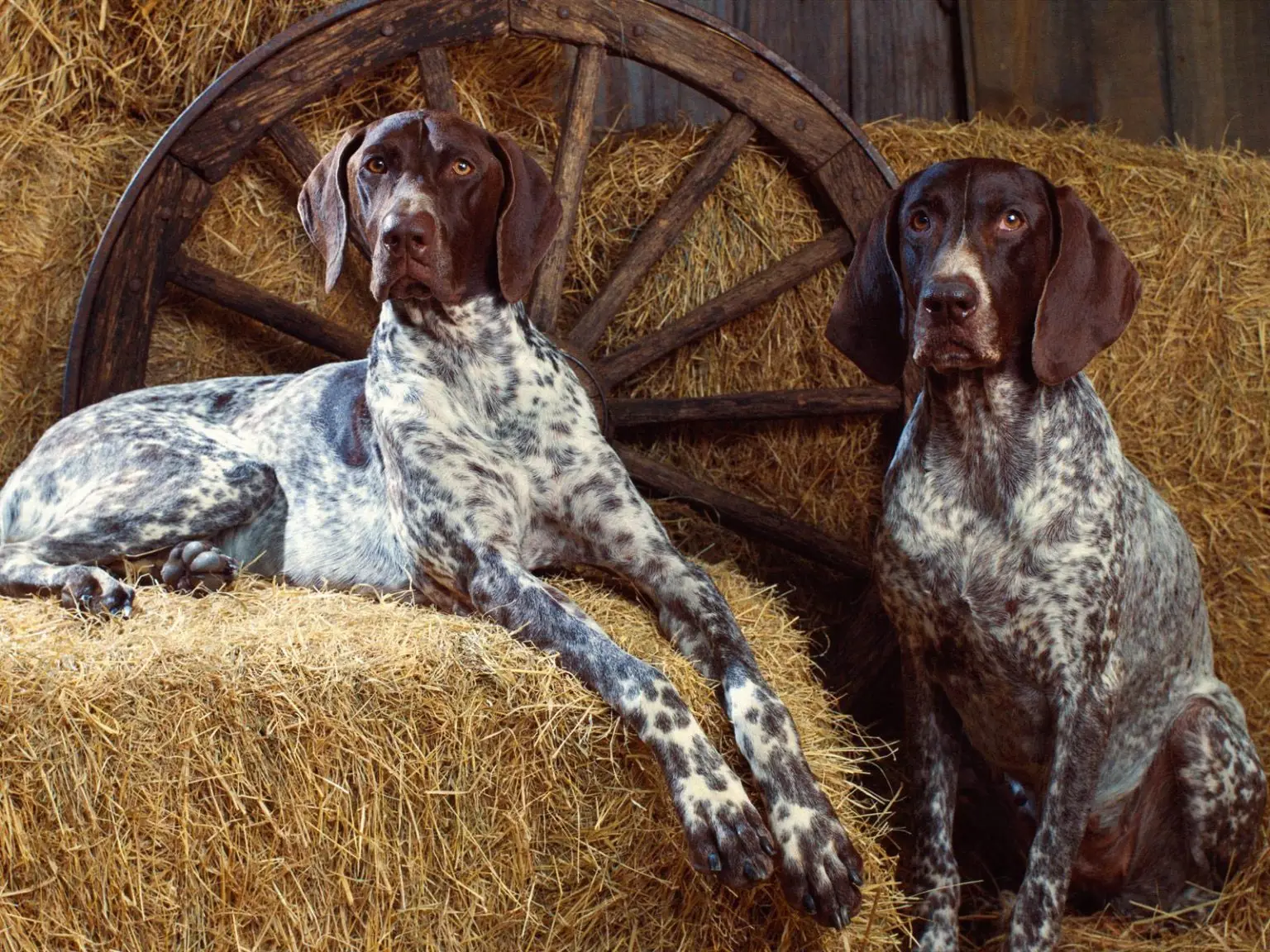 The Allure of Brown and White Hunting Dog Breeds