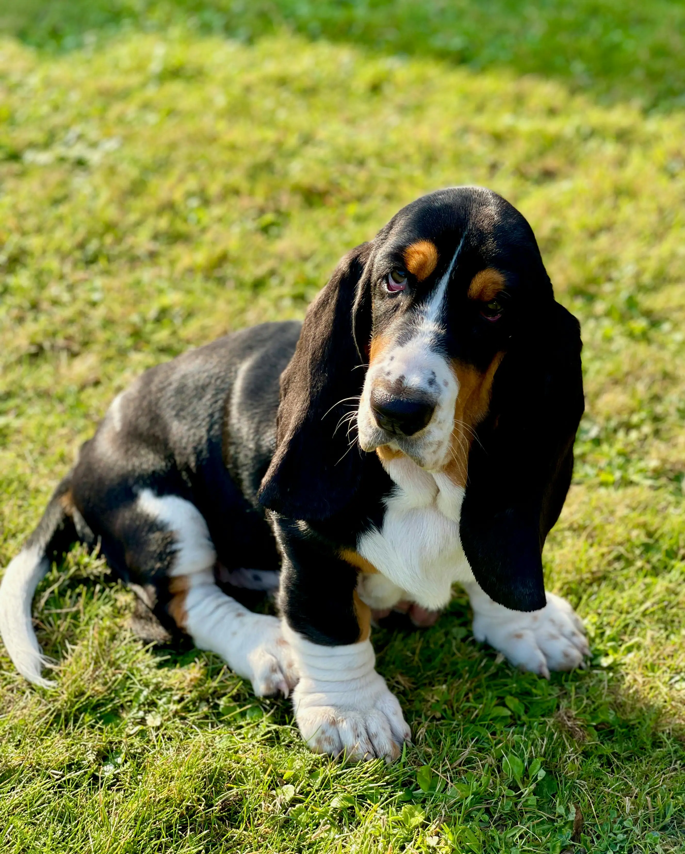 The Allure of Brown and White Hunting Dog Breeds
