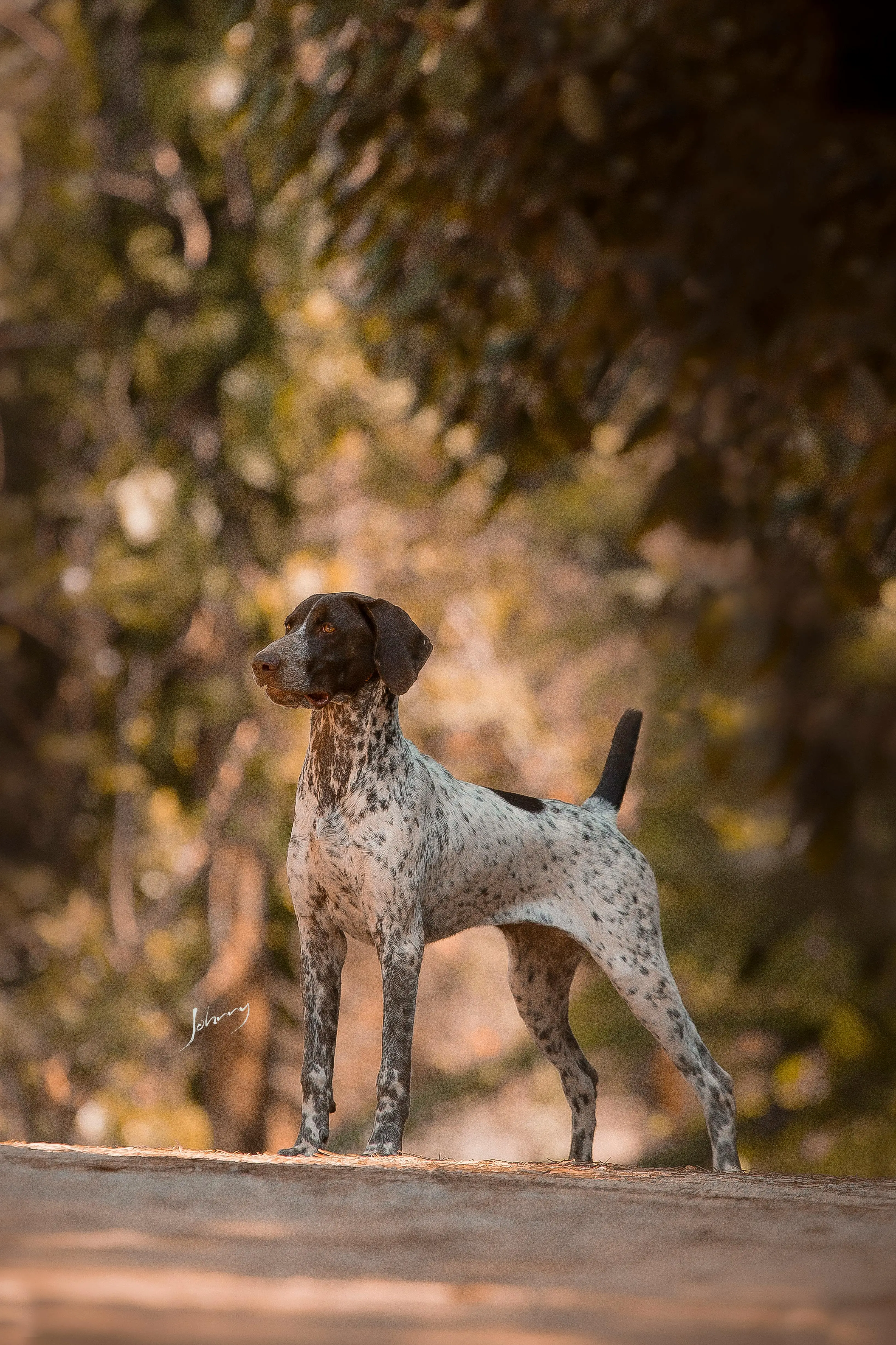 The Allure of Brown and White Hunting Dog Breeds