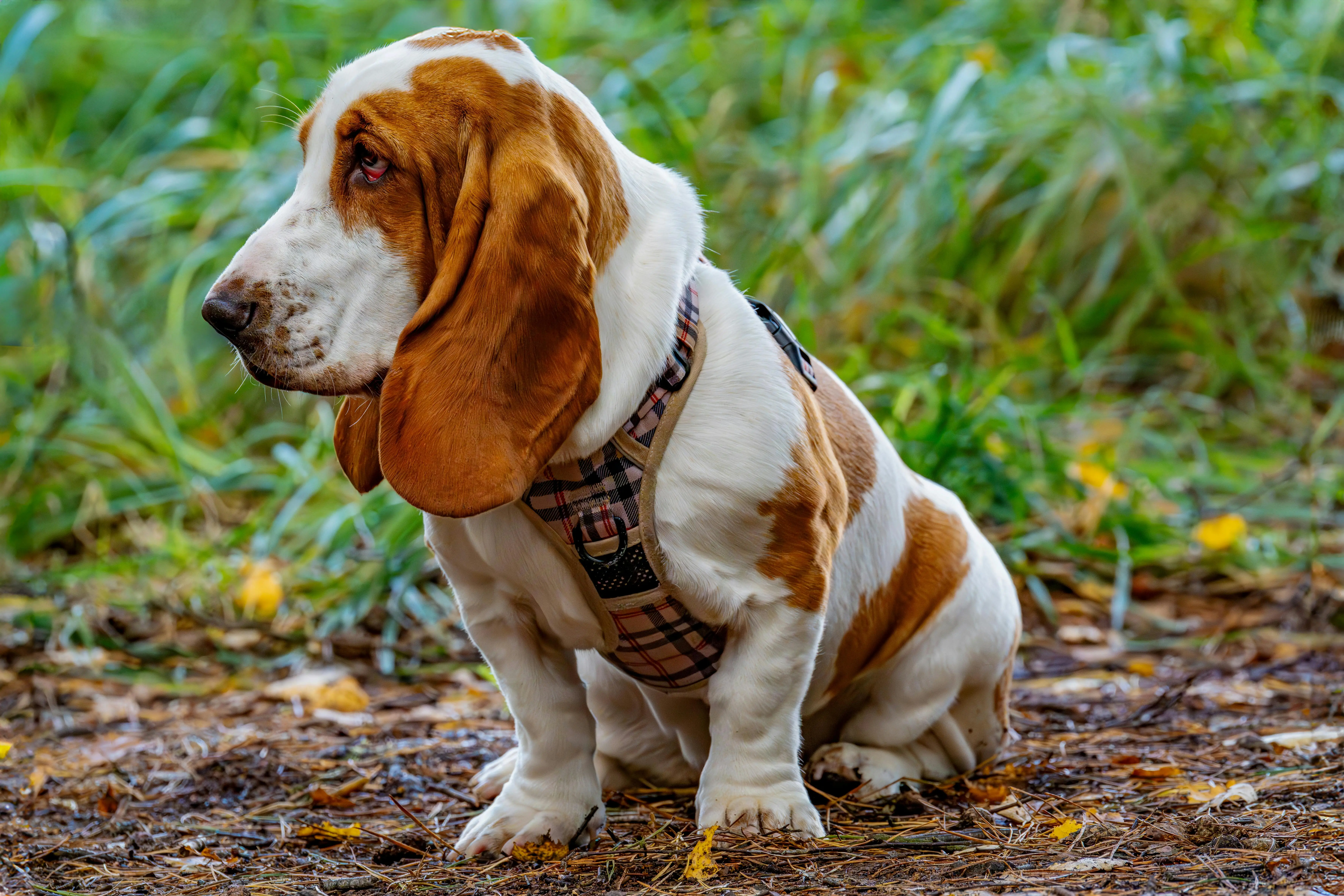 The Allure of Brown and White Hunting Dog Breeds