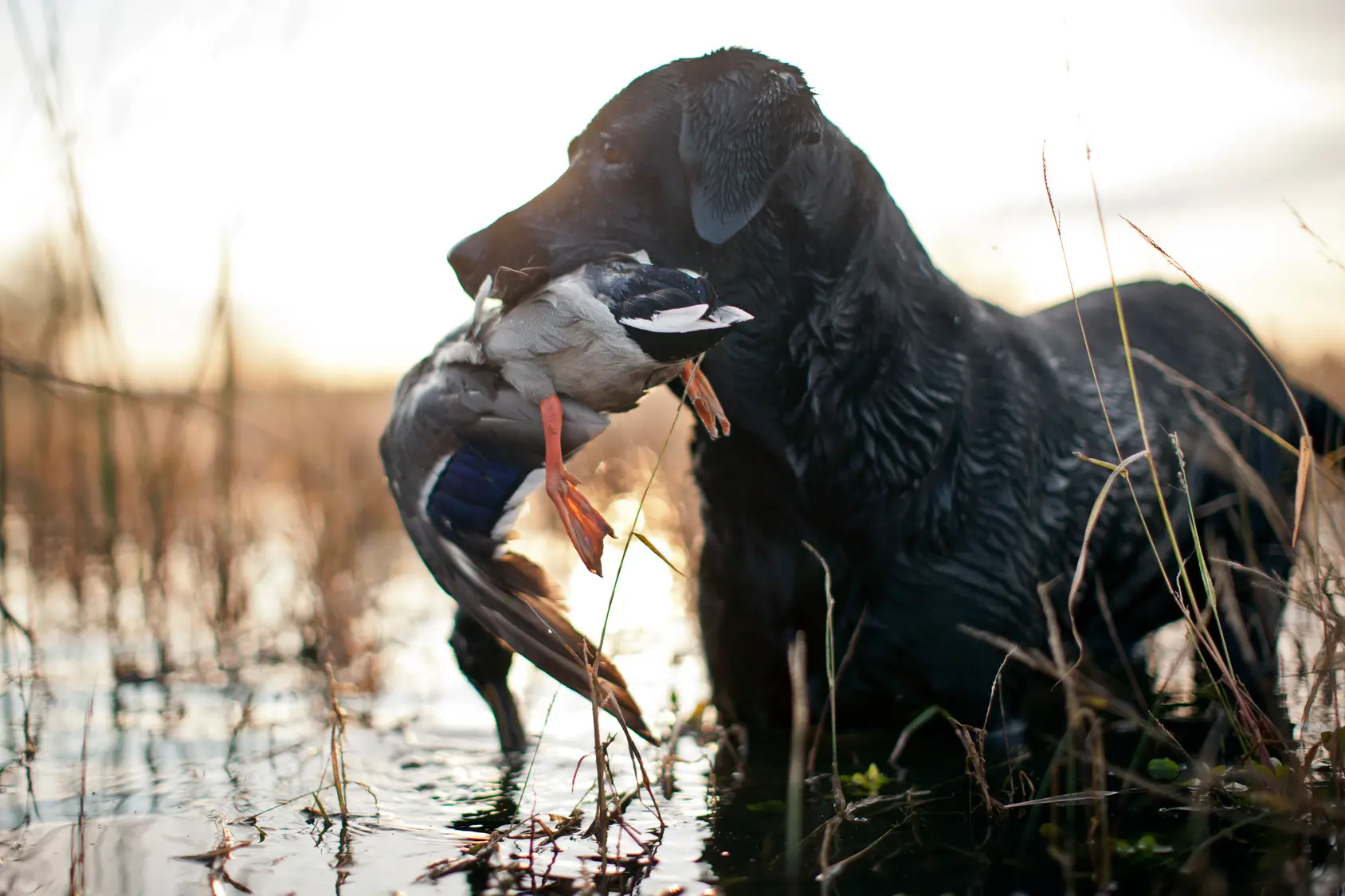 The Best Breed of Dog for Shed Hunting The Best Breed of Dog for Shed Hunting