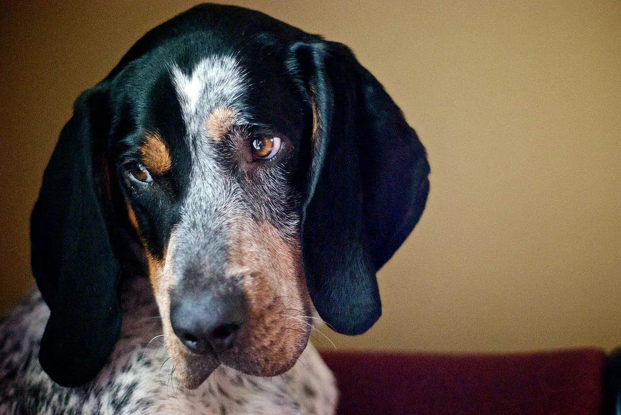 Unveiling the Allure of the Black and White Bluetick Coonhound A Symphony of Tradition, Genetics, and Individuality