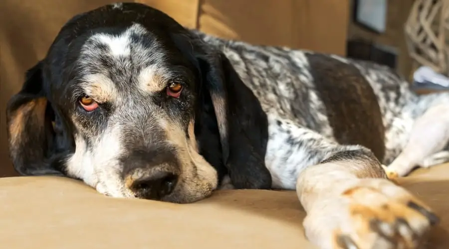 Unveiling the Allure of the Black and White Bluetick Coonhound A Symphony of Tradition, Genetics, and Individuality