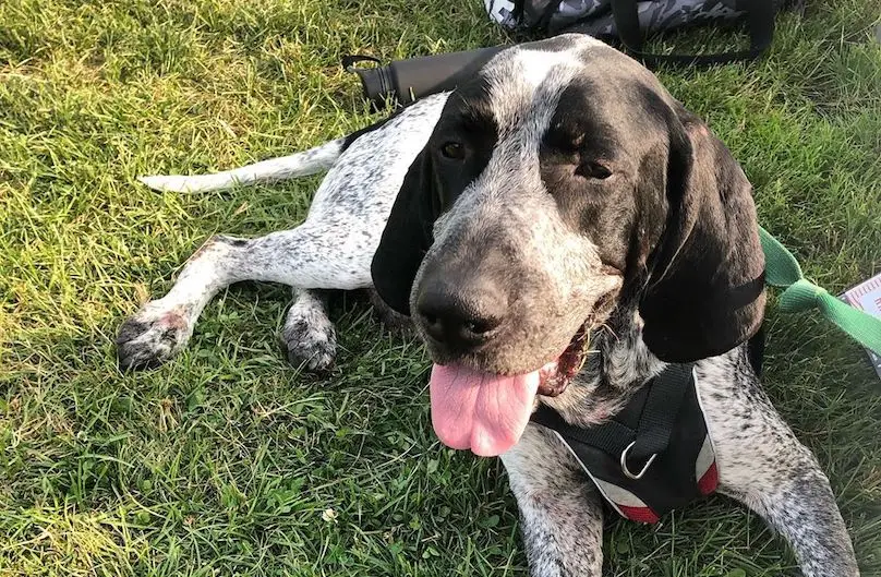 Unveiling the Allure of the Black and White Bluetick Coonhound A Symphony of Tradition, Genetics, and Individuality