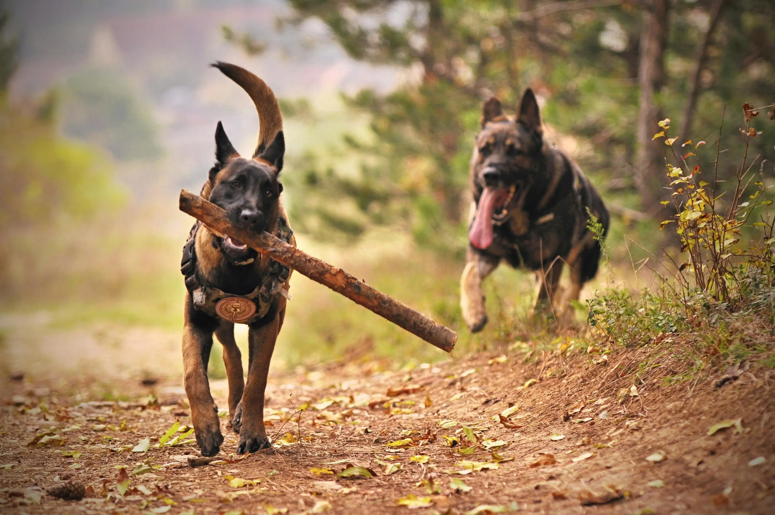 Unlocking the Potential Training a Working Line German Shepherd