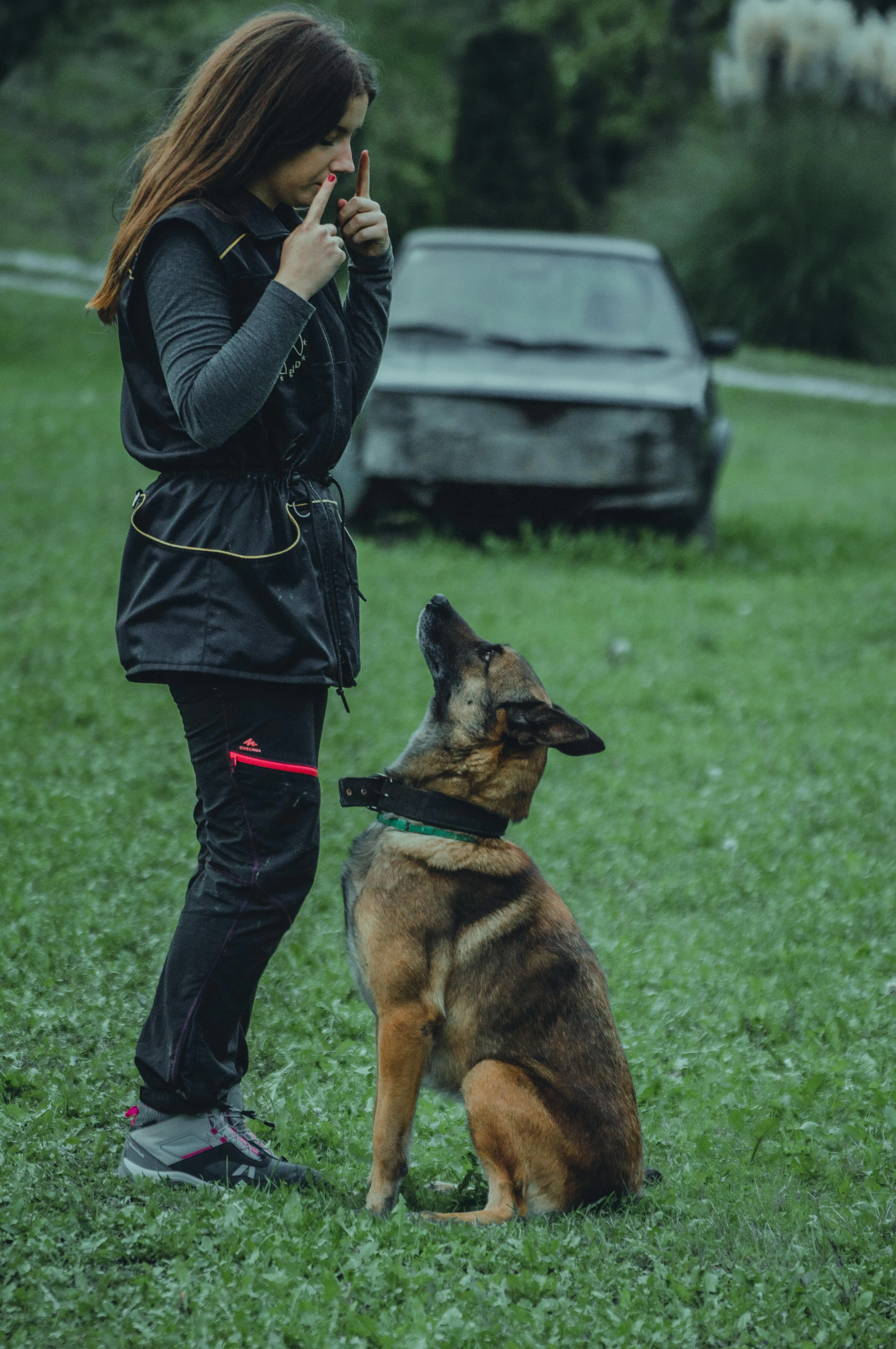Unlocking the Potential Training a Working Line German Shepherd