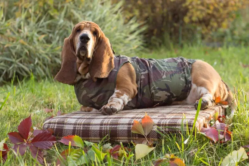 Potty Training a Basset Hound Puppy A Symphony of Patience and Perseverance