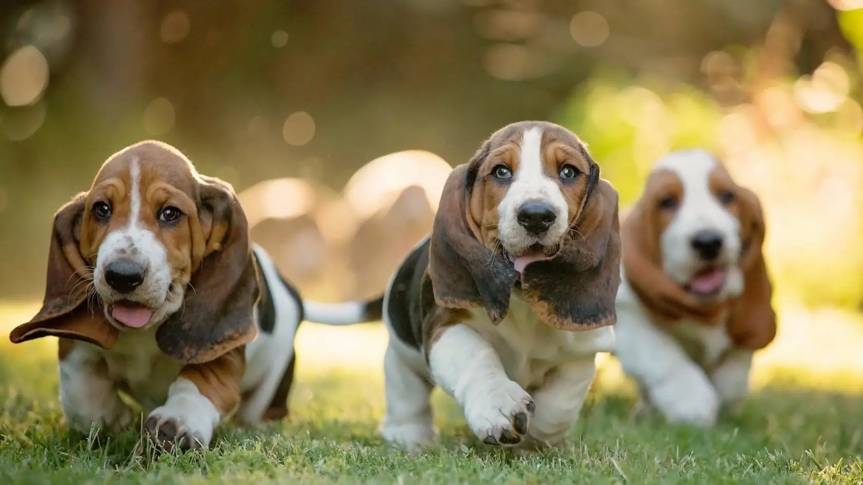 Potty Training a Basset Hound Puppy A Symphony of Patience and Perseverance