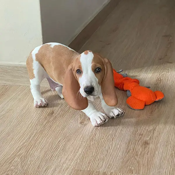 Potty Training a Basset Hound Puppy A Symphony of Patience and Perseverance