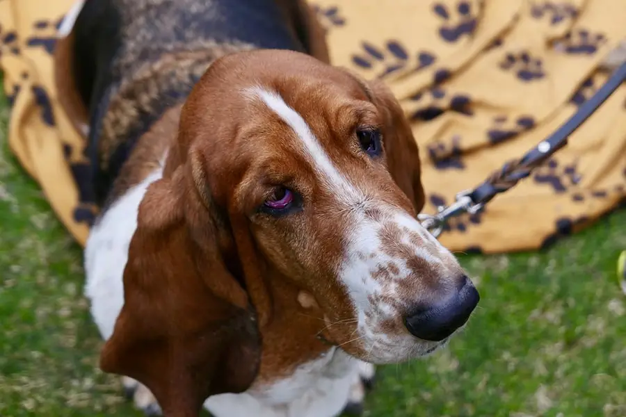 Potty Training a Basset Hound Puppy A Symphony of Patience and Perseverance