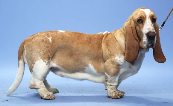 Potty Training a Basset Hound Puppy A Symphony of Patience and Perseverance