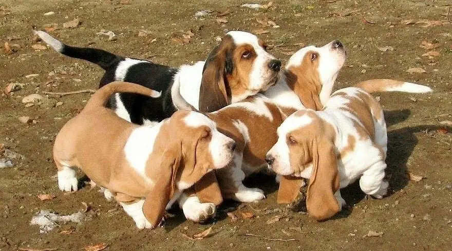 Potty Training a Basset Hound Puppy A Symphony of Patience and Perseverance