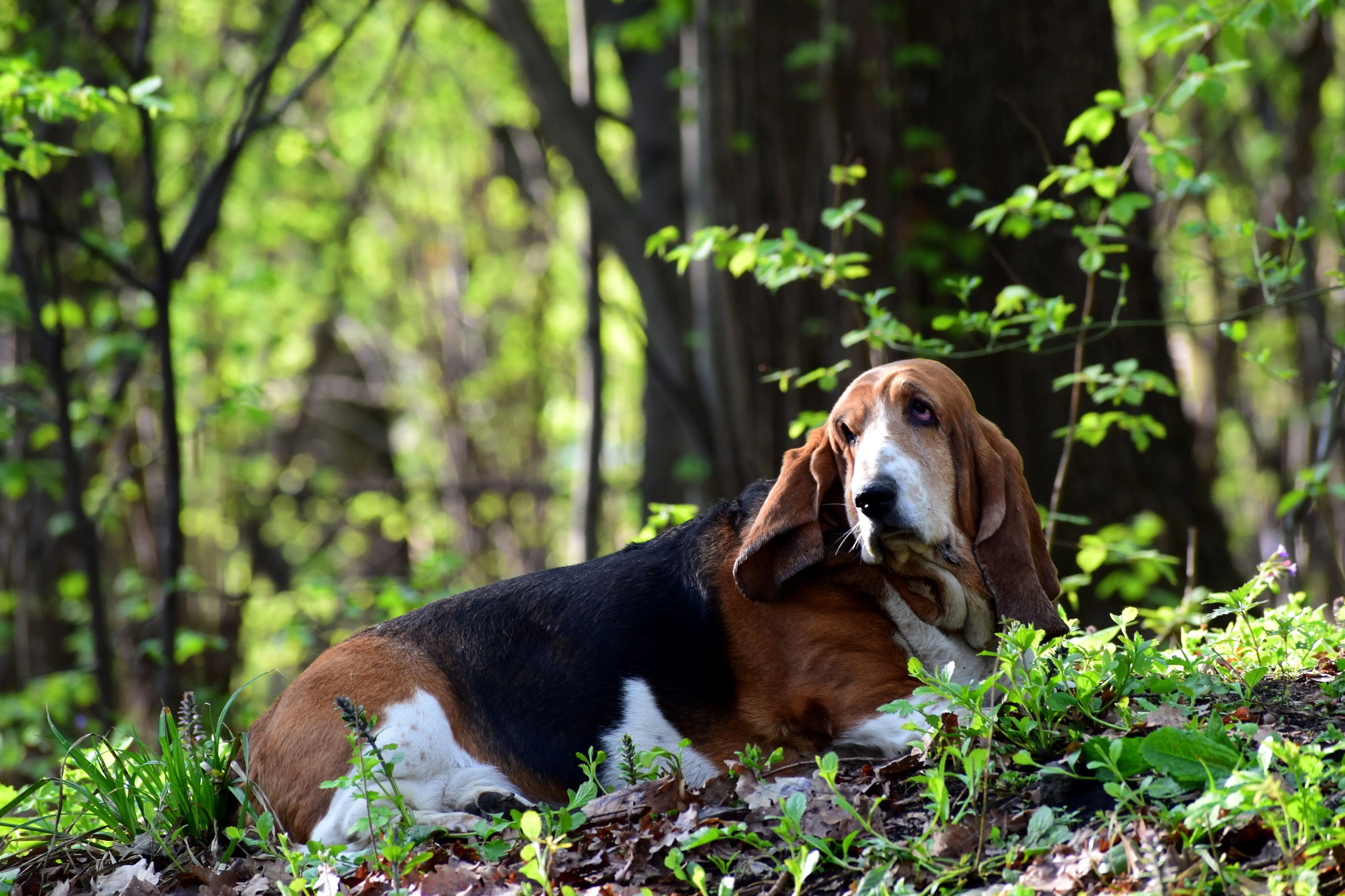 Potty Training a Basset Hound Puppy A Symphony of Patience and Perseverance