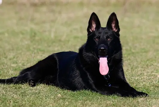 Unveiling the Legacy East German Working Line German Shepherds and Their Dedicated Breeders