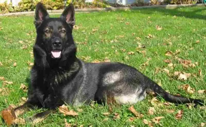 Unveiling the Legacy East German Working Line German Shepherds and Their Dedicated Breeders