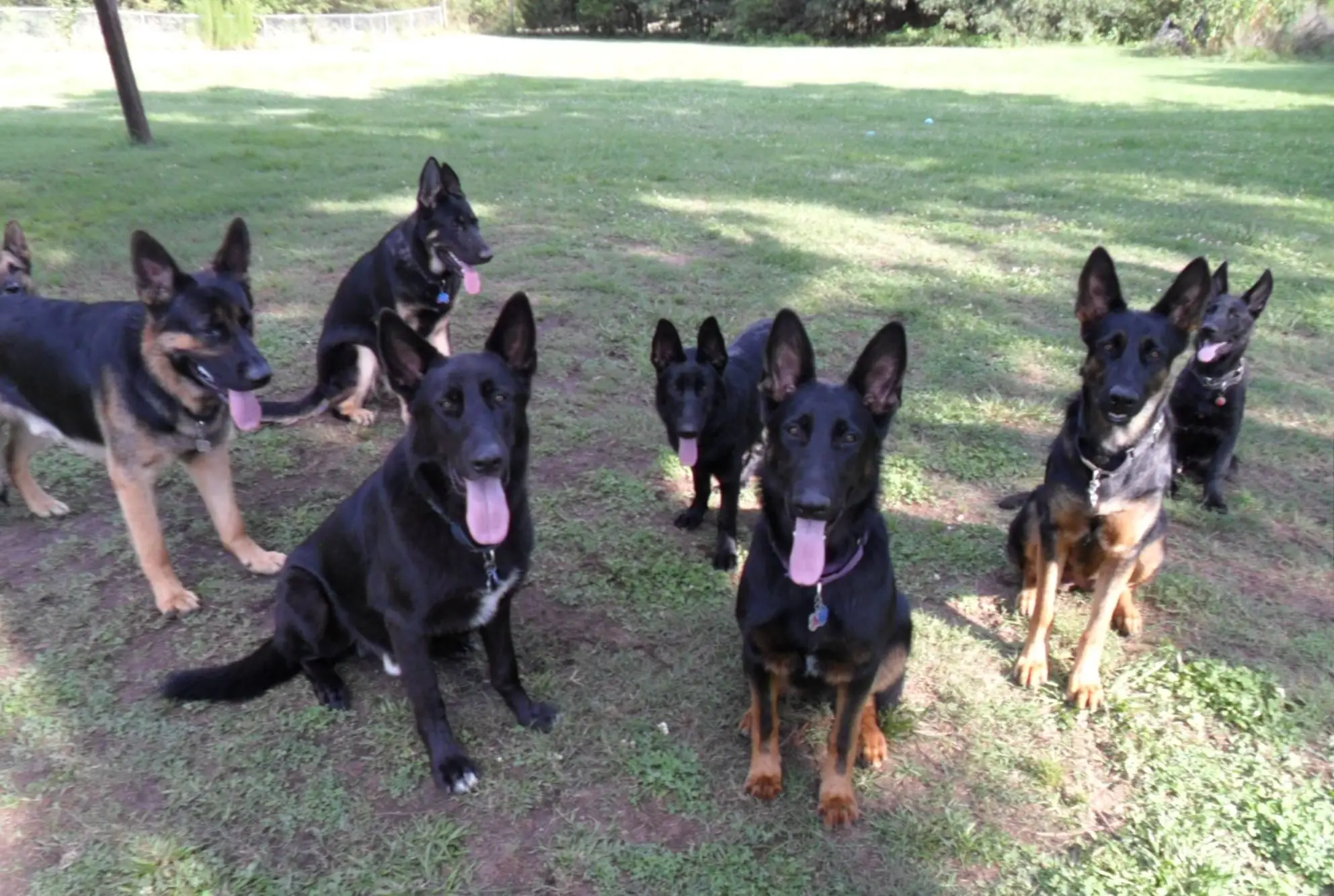 Unveiling the Legacy East German Working Line German Shepherds and Their Dedicated Breeders