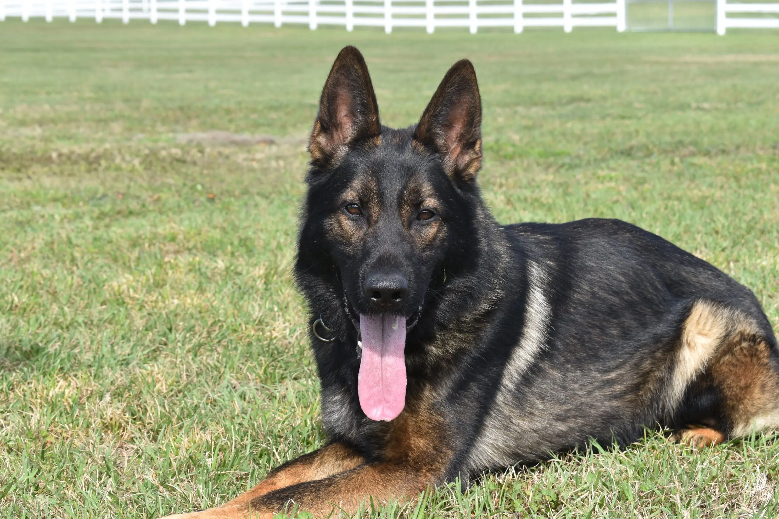 Unveiling the Legacy East German Working Line German Shepherds and Their Dedicated Breeders