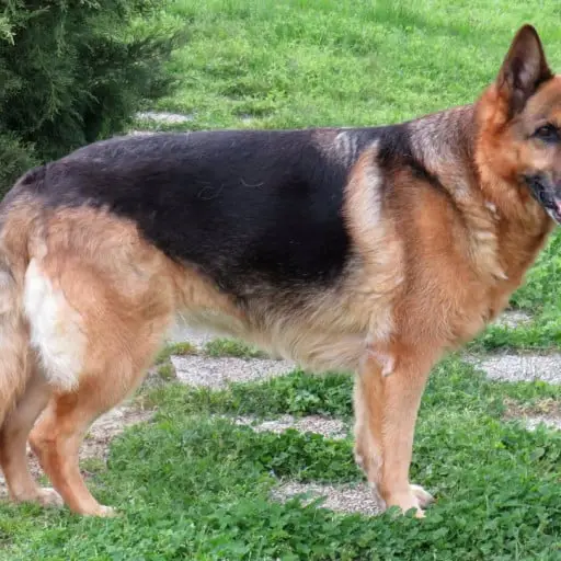 Delving into the World of German Working Line German Shepherd Breeders A Legacy of Loyalty, Intelligence, and Unwavering Dedication