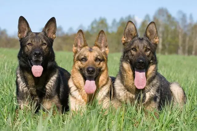 Delving into the World of German Working Line German Shepherd Breeders A Legacy of Loyalty, Intelligence, and Unwavering Dedication